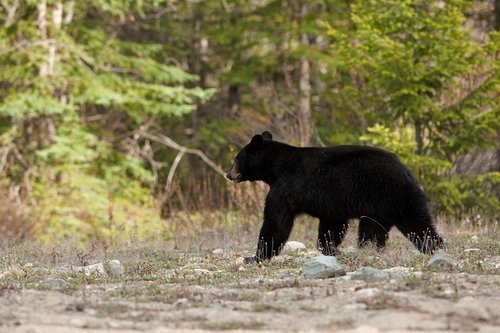 Black Bears :: Tim Christie Outdoor Writer & Photographer